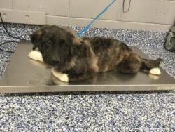 Shelter Stray Female Dog last seen Near BLOCK AVENUE 57, THERMAL, CA, 72050 Pet Land Pl, Thousand Palms, CA 92276, USA