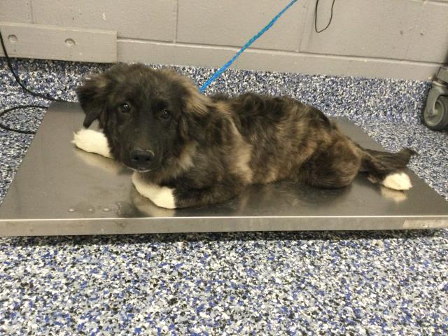 Shelter Stray Female Dog last seen Near BLOCK AVENUE 57, THERMAL, CA, 72050 Pet Land Pl, Thousand Palms, CA 92276, USA