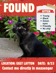 Found/Stray Female Cat last seen Near N 2550 E, Layton, UT 84040
