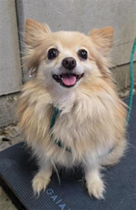 Shelter Stray Female Dog last seen , 600 Aviation Dr, Camarillo, CA 93010, USA