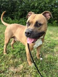 Shelter Stray Male Dog last seen Near BLOCK CANAKIN CT APT 1, 10521 Baur Blvd, Olivette, MO 63132, USA