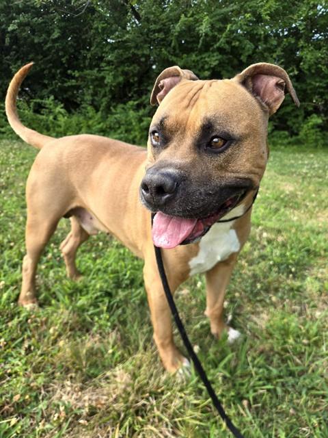 Shelter Stray Male Dog last seen Near BLOCK CANAKIN CT APT 1, 10521 Baur Blvd, Olivette, MO 63132, USA