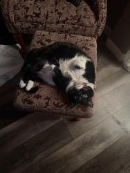 Lost Female Cat last seen Job corp, Reno, NV 89506