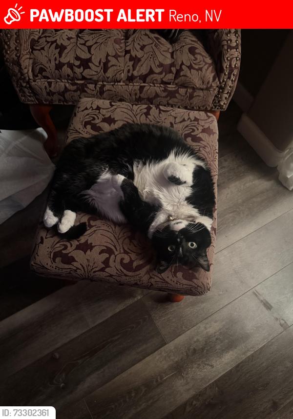 Lost Female Cat last seen Job corp, Reno, NV 89506
