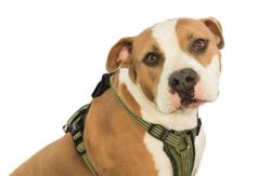 Reunited Female Dog last seen Hillsdale drive, West Valley City, UT 84119