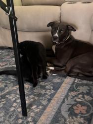 Reunited Female Dog last seen Auburn Blvd and Mariposa Ave, Citrus Heights, CA 95610