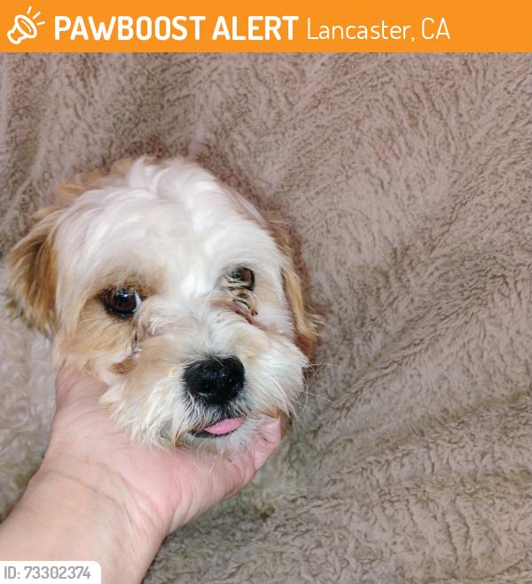 Found/Stray Male Dog last seen Camden Way, Lancaster, CA 93536