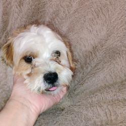 Found/Stray Male Dog last seen Camden Way, Lancaster, CA 93536