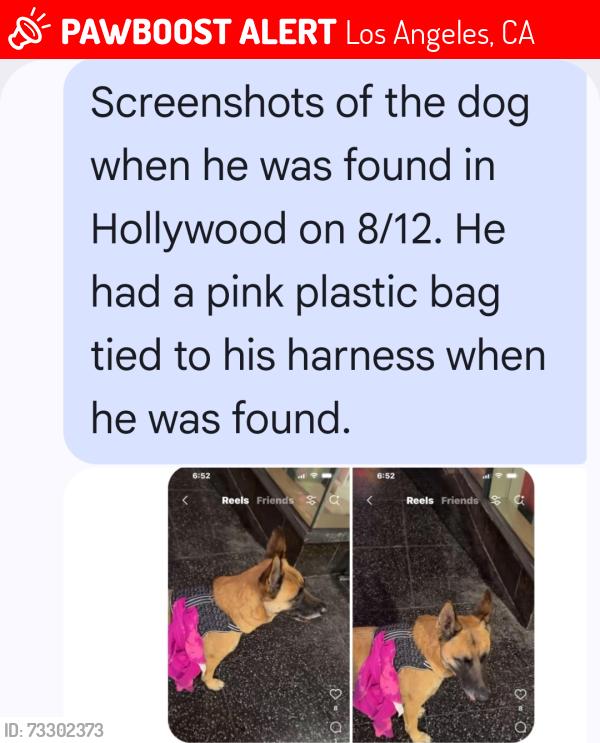 Lost Male Dog last seen Hollywood and highland, Los Angeles, CA 90019