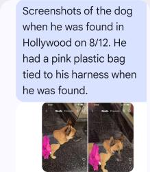 Lost Male Dog last seen Hollywood and highland, Los Angeles, CA 90019