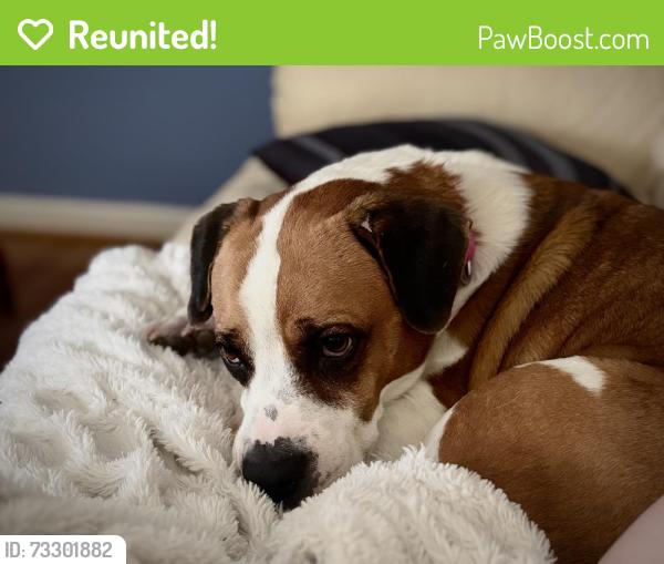Reunited Female Dog last seen Near liberty road, Greensboro, NC 27406