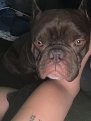 Reunited Male Dog last seen Admiral & Sheridan, Tulsa, OK 74112
