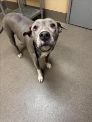 Shelter Stray Female Dog last seen Near BLOCK S 151ST ST W, CLEARWATER KS 67026, 3303 N Hillside St, Wichita, KS 67219, USA