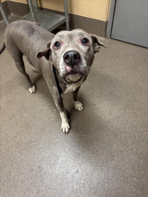 Shelter Stray Female Dog last seen Near BLOCK S 151ST ST W, CLEARWATER KS 67026, 3303 N Hillside St, Wichita, KS 67219, USA