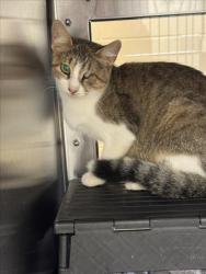 Shelter Stray Female Cat last seen Near BLOCK N ASH ST, WICHITA KS 67219, 3303 N Hillside St, Wichita, KS 67219, USA