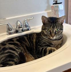 Lost Female Cat last seen Mulberry street Nashua, Nashua, NH 03060