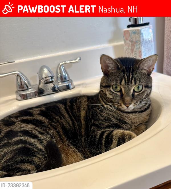 Lost Female Cat last seen Mulberry street Nashua, Nashua, NH 03060