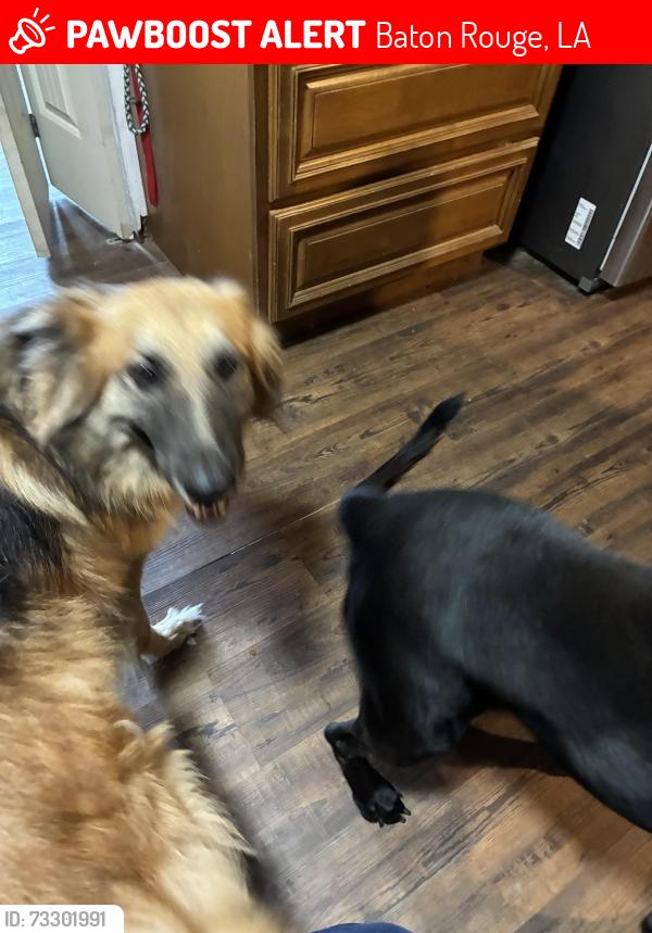 Lost Female Dog last seen Glenoaks, Baton Rouge, LA 70811