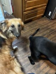 Lost Female Dog last seen Glenoaks, Baton Rouge, LA 70811