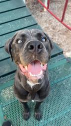 Reunited Male Dog last seen Near NE Oak Ridge Dr, Kansas City, MO 64119, USA, Kansas City, MO 64119