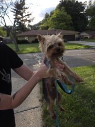 Reunited Male Dog last seen Claudia & Juliet, Toledo, OH 43614