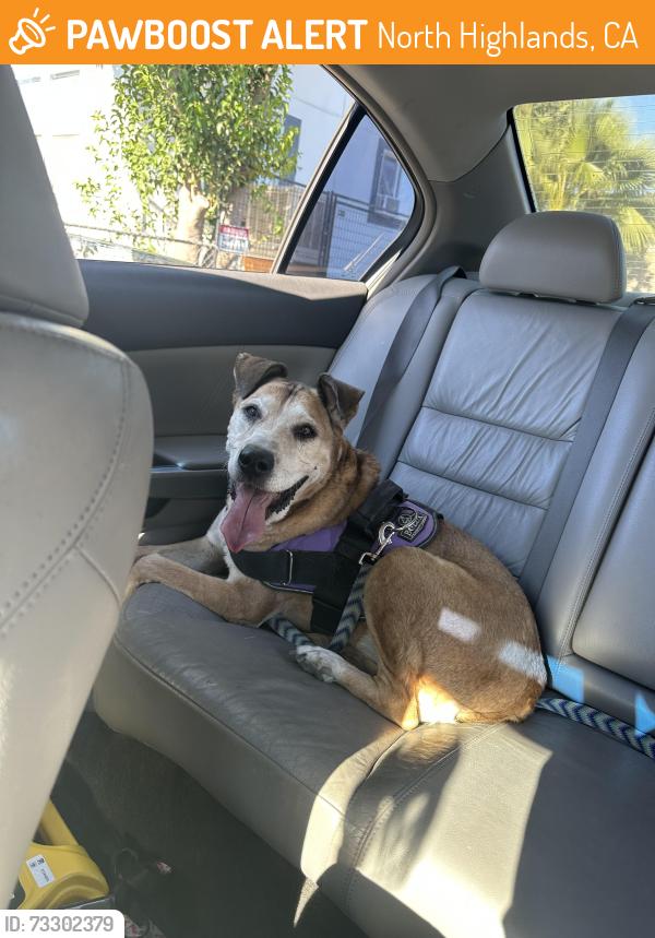 Found/Stray Unknown Dog last seen Outside of Eleven Oaks, North Highlands, CA 95660