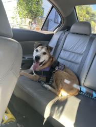 Found/Stray Unknown Dog last seen Outside of Eleven Oaks, North Highlands, CA 95660