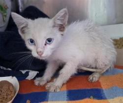 Shelter Stray Male Cat last seen Near Pueblo Nuevo Cir, CITY of El Paso, TX, 5001 Fred Wilson Ave, El Paso, TX 79906, USA