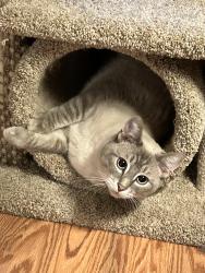 Lost Male Cat last seen I-5 Randolph C Colliers Rest Area just before the Oregon Boarder, I-5, OR 97426