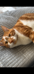 Lost Male Cat last seen University of roehampton, Greater London, England SW15 4EA