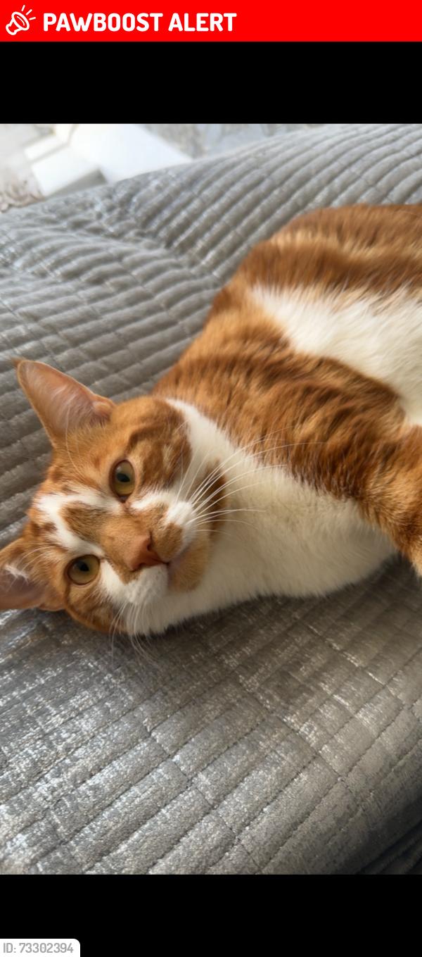 Lost Male Cat last seen University of roehampton, Greater London, England SW15 4EA