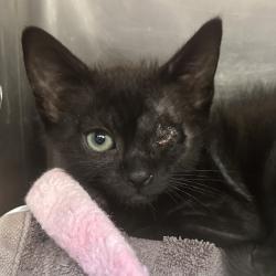 Shelter Stray Male Cat last seen SE 176th Pl & SE Stark St, PORTLAND, OR, 97233, 1700 W Historic Columbia River Hwy, Troutdale, OR 97060, USA
