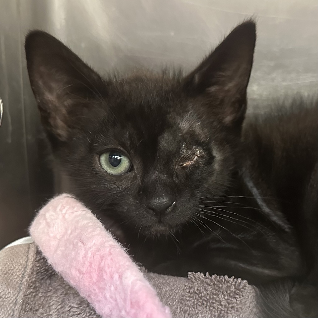 Shelter Stray Male Cat last seen SE 176th Pl & SE Stark St, PORTLAND, OR, 97233, 1700 W Historic Columbia River Hwy, Troutdale, OR 97060, USA