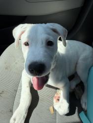 Found/Stray Male Dog last seen E Virginia Street and N Greenfield Road, Mesa, AZ 85215
