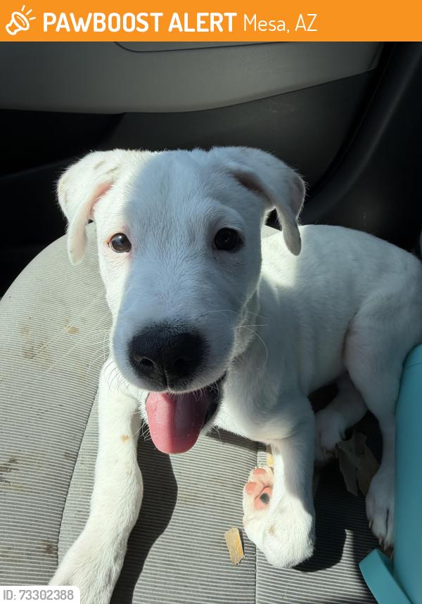 Found/Stray Male Dog last seen E Virginia Street and N Greenfield Road, Mesa, AZ 85215