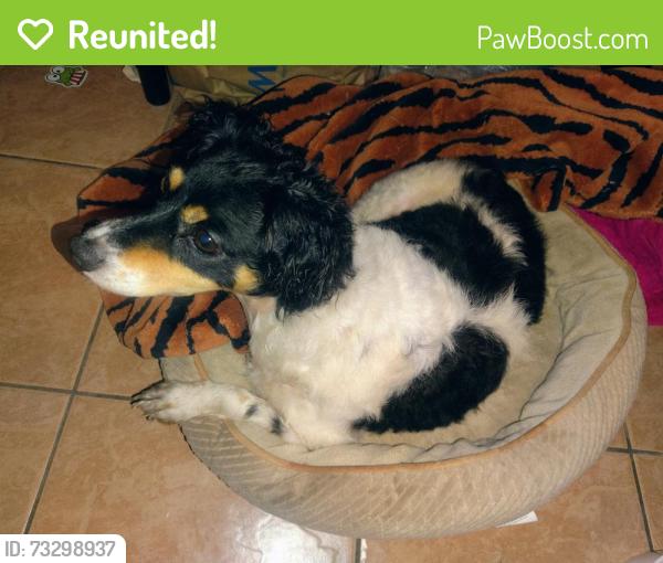 Reunited Male Dog last seen Near Centennial St, Los Angeles, CA 90012, USA, Los Angeles, CA 90012