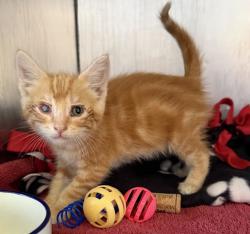 Shelter Stray Male Cat last seen East Ave, LIVERMORE, CA, 94550, 8323 Baldwin St, Oakland, CA 94621, USA