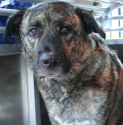 Shelter Stray Male Dog last seen Near 4th Street, WA, 9167 Dickey Rd NW, Silverdale, WA 98383, USA