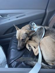 Reunited Female Dog last seen Near S Durango Dr, Las Vegas, NV 89117, USA, Las Vegas, NV 89117