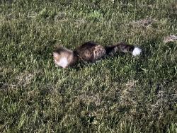 Found/Stray Unknown Cat last seen Derry Rd and Mclaughlin, Mississauga, ON L5W 0E6