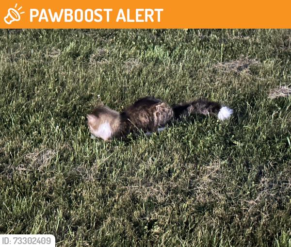 Found/Stray Unknown Cat last seen Derry Rd and Mclaughlin, Mississauga, ON L5W 0E6