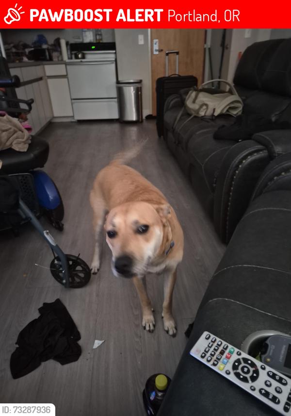 Lost Female Dog last seen Burnside, Portland, OR 97205