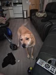 Lost Female Dog last seen Burnside, Portland, OR 97205