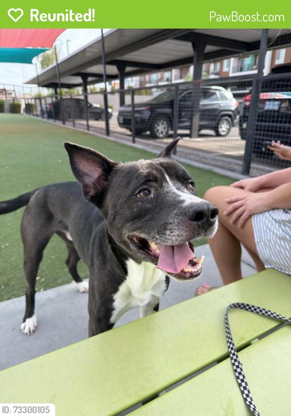 Reunited Male Dog last seen Roadrunner on McDowell by the canal in south Scottsdale, Scottsdale, AZ 85257