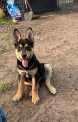 Reunited Male Dog last seen N Ruddell St, Davis St, Paisley St, Denton, TX 76209
