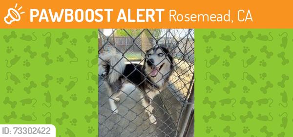 Found/Stray Female Dog last seen bartlett, Rosemead, CA 91770
