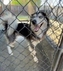 Found/Stray Female Dog last seen bartlett, Rosemead, CA 91770
