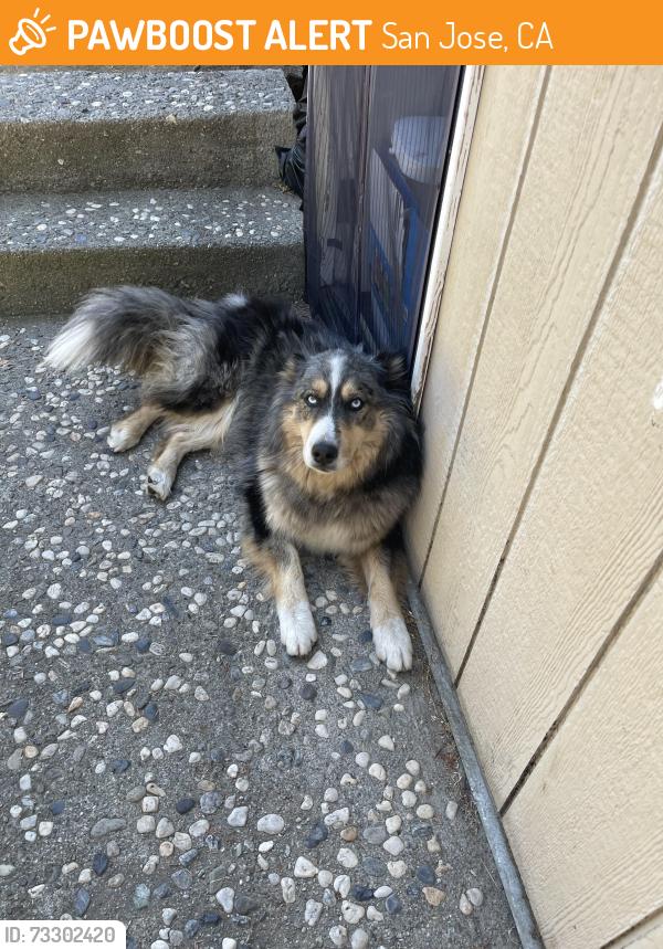 Found/Stray Unknown Dog last seen White rd and story rd San jose, San Jose, CA 95127