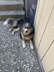 Found/Stray Unknown Dog last seen White rd and story rd San jose, San Jose, CA 95127