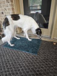 Reunited Female Dog last seen Valley view trail, double oak, Double Oak, TX 75077